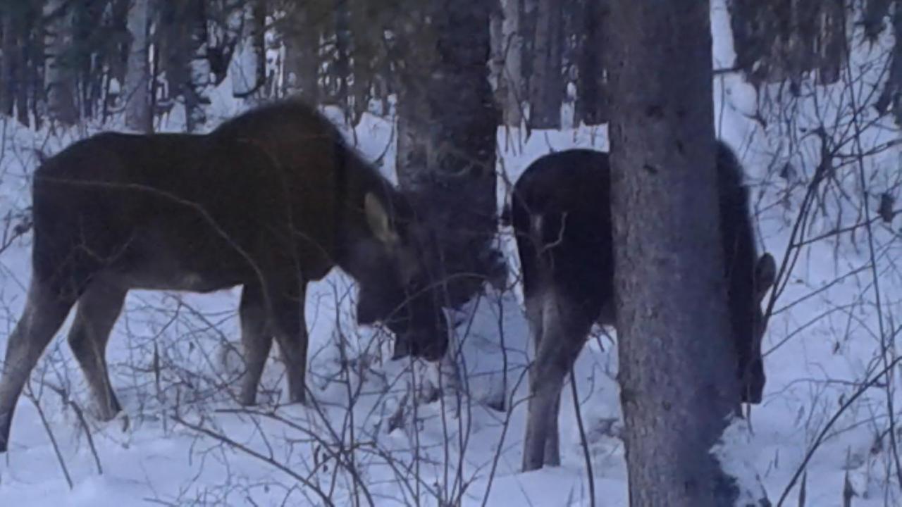 Alaska'S Northland Inn Trapper Creek Екстериор снимка